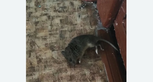 Дезинфекция от мышей в Черкесске